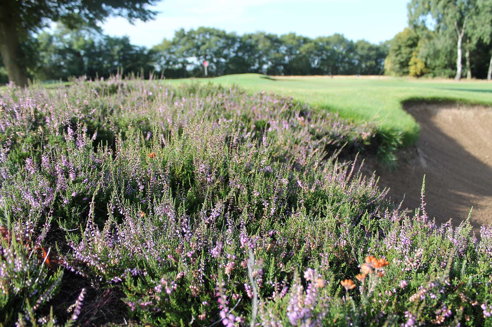 Golf project photography 5