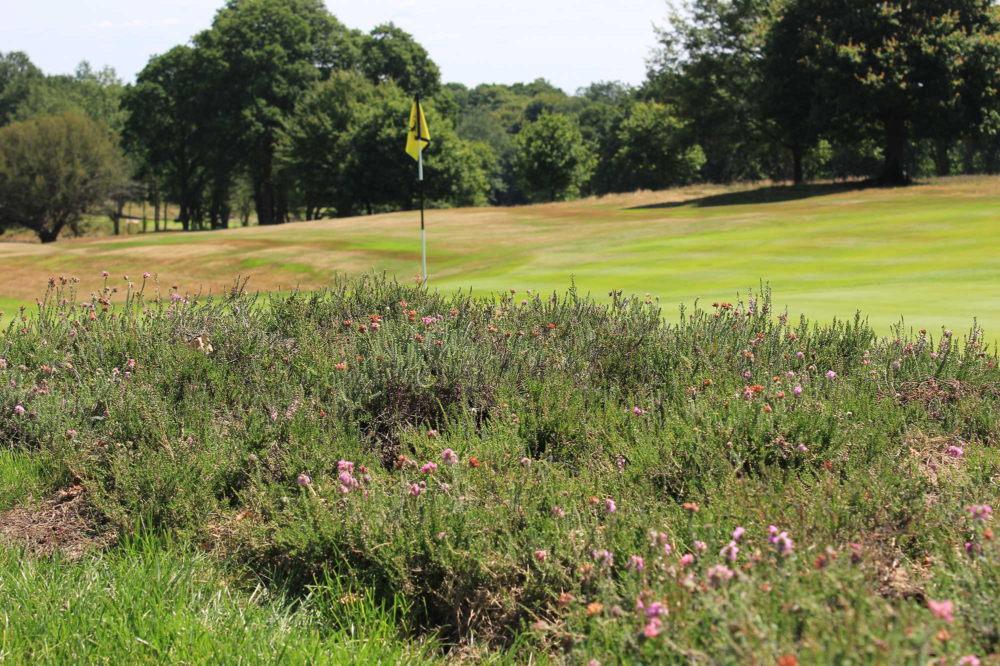 Heather turf used for heathland regeneration